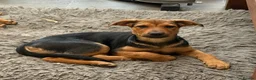 Mixed Breed dogs for sale:  Stunning Rottweiler × German Shepherd Puppies - Advert 8