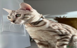 Bengal cats for sale: Pure snow Bengal beautiful markings  - Image 2