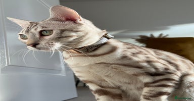 Bengal cats - Advert 13