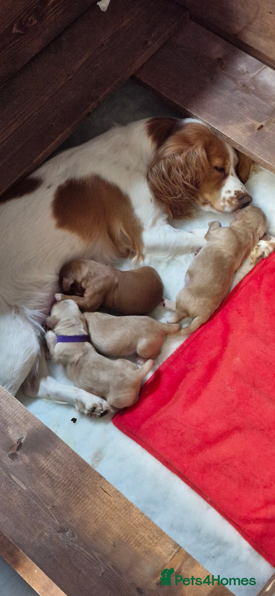 Cocker Spaniel dogs for sale: KC Reg Working Cocker Spaniels (Golden) - Image 3
