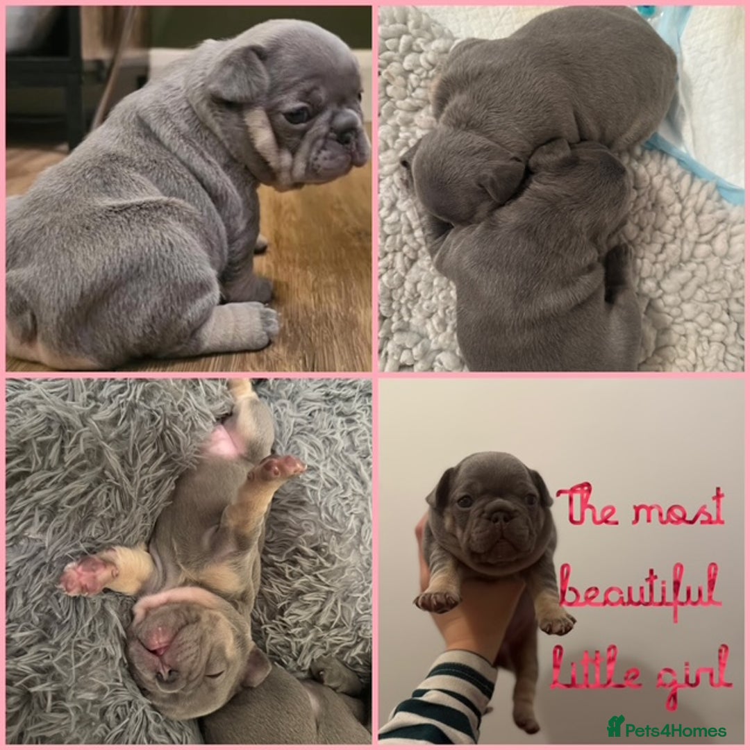 French Bulldog dogs for sale: Exclusive French Bulldog Puppies - Image 8
