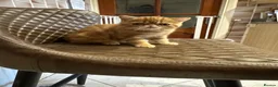 Exotic cats for sale: Hello I’m Humffrey I’m an exotic shorthair  - Advert 5