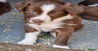 Border Collie dogs - Advert 2
