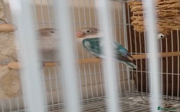 Lovebirds birds for sale: *AVAILABLE* 2 Lovebirds + Cage + Food! in West Bromwich - Image 5