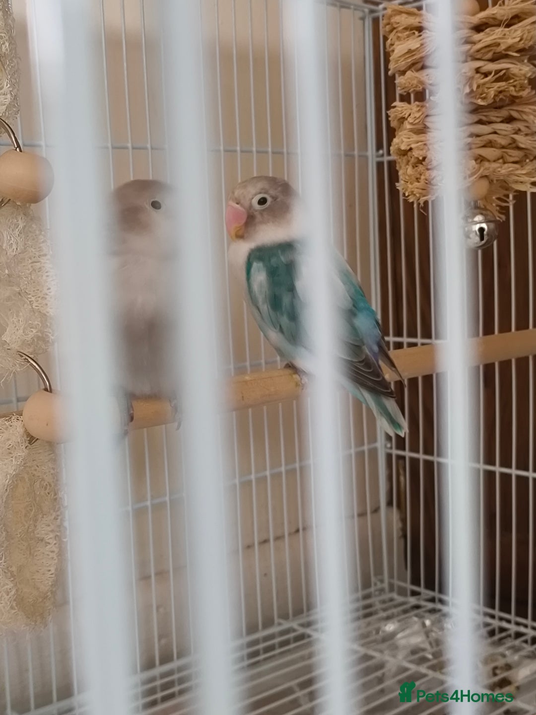 Lovebirds birds for sale: *AVAILABLE* 2 Lovebirds + Cage + Food! in West Bromwich - Image 5
