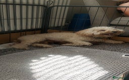 Cockapoo dogs for sale: F1B Small Cockapoo Puppies. Only 2 boys available  - Image 2