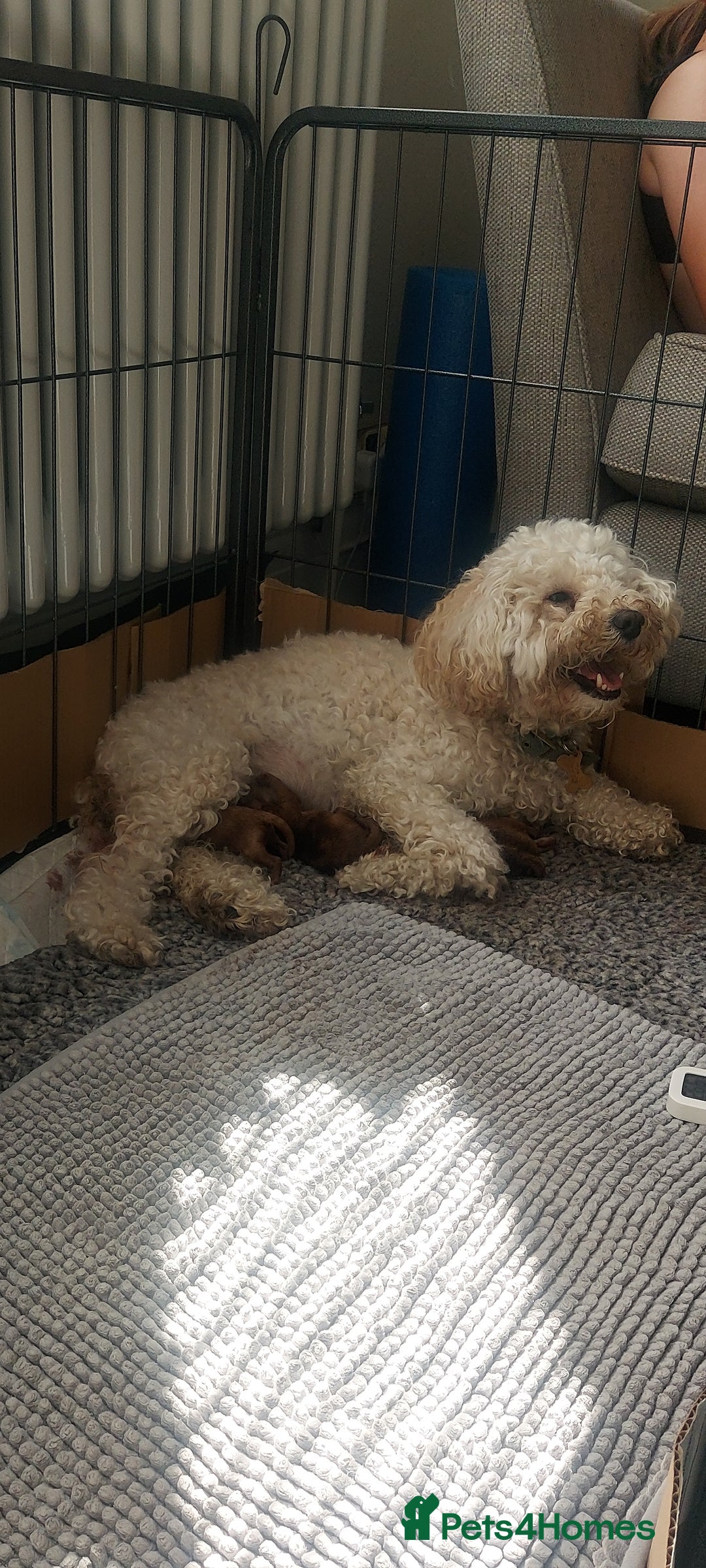 Cockapoo dogs for sale: F1B Small Cockapoo Puppies. Only 2 boys available  - Image 2