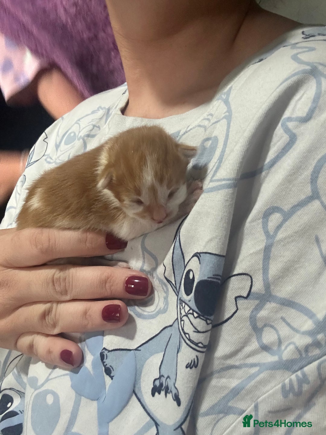 British Shorthair cats for sale: Kittens  - Image 4