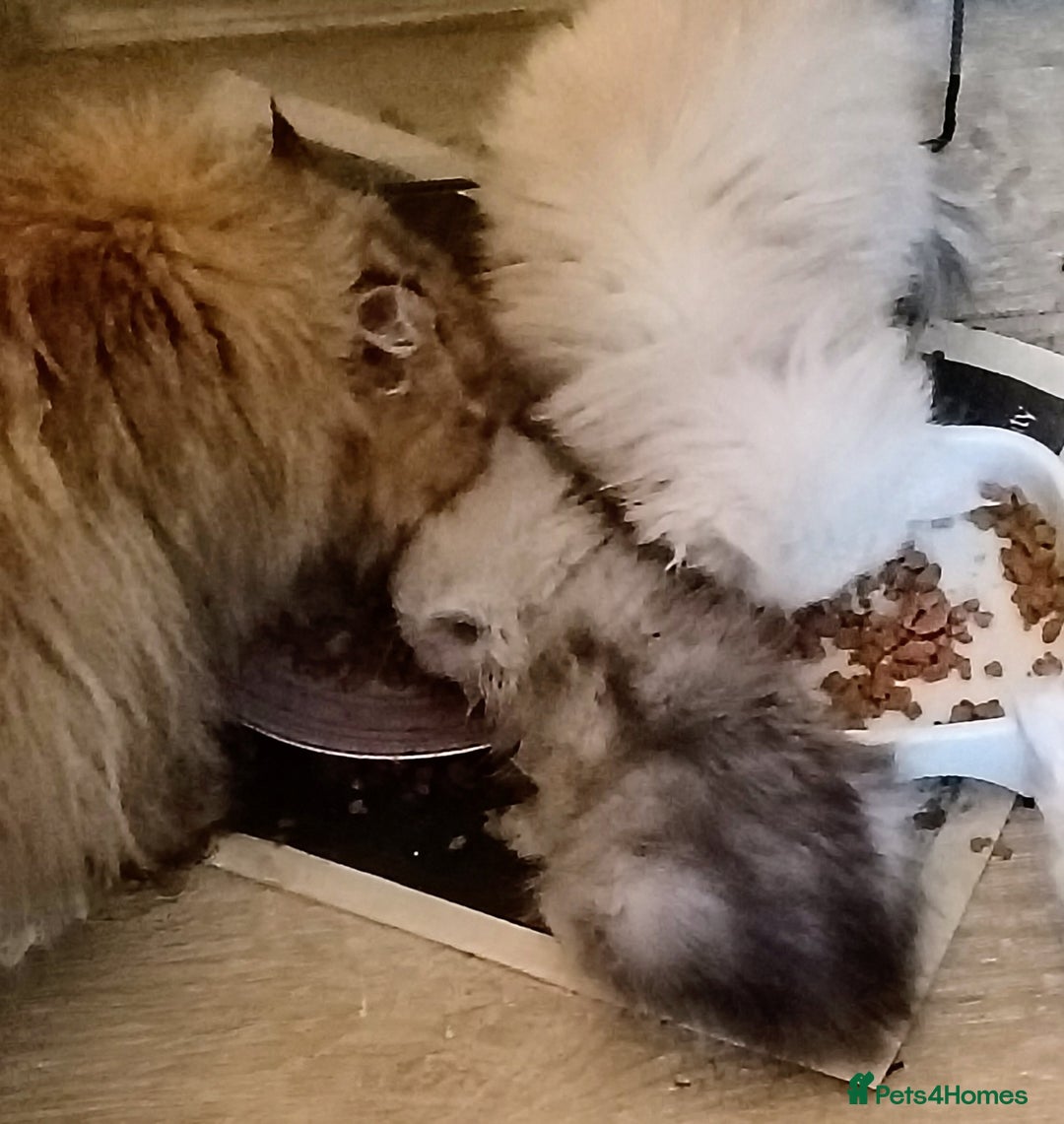 Persian cats for sale: Shaded Persian kittens ready soon - Advert 2