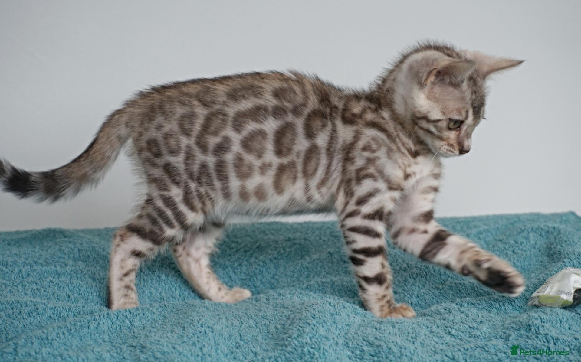 Bengal cats Ready Now Superb Bengal Girl Kitten - Advert 14