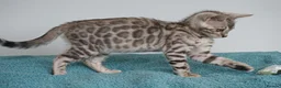 Bengal cats for sale: Superb Bengal Girl Kitten - Advert 12