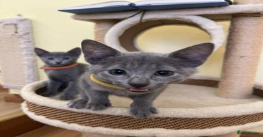 Russian Blue cats - Advert 1