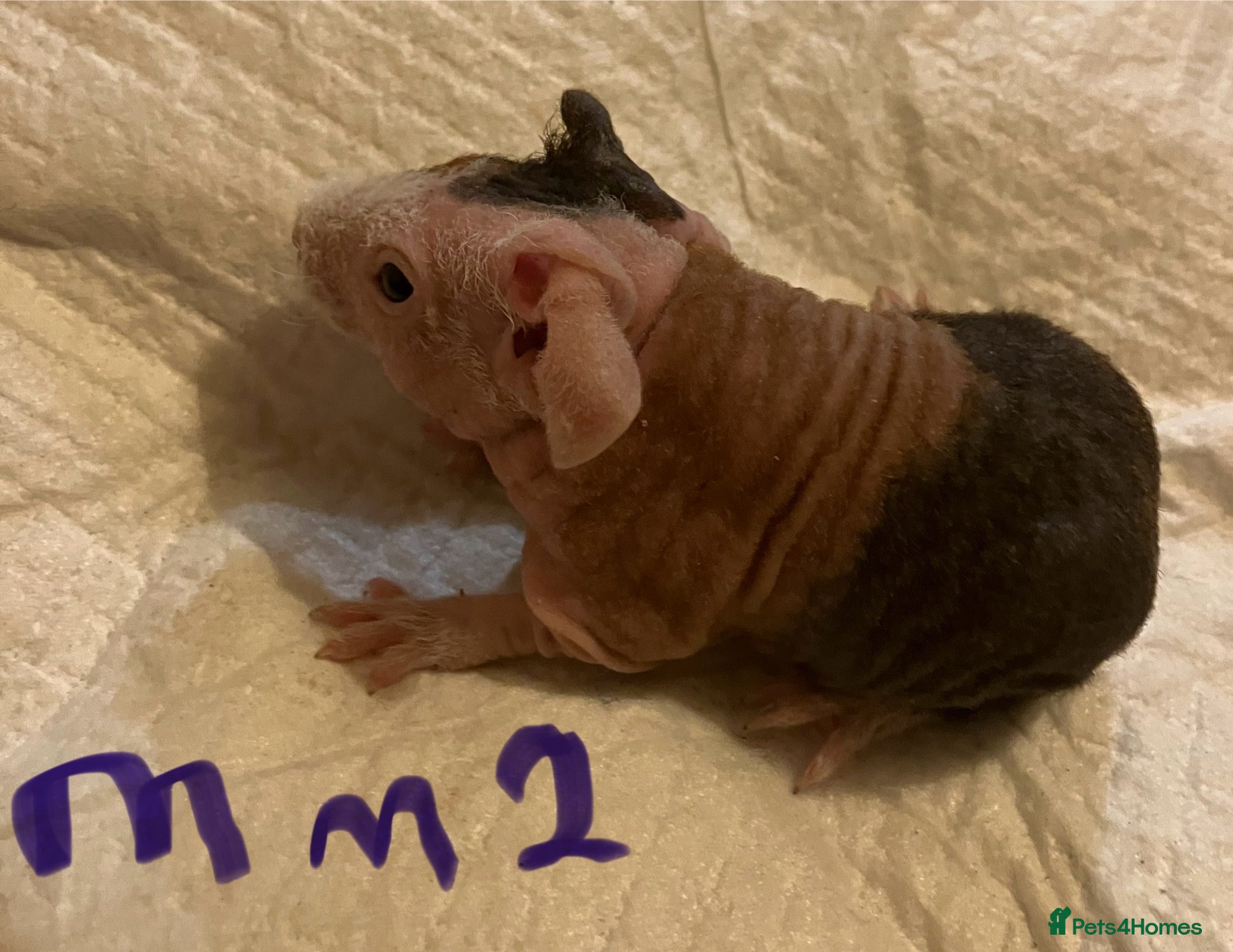 Guinea Pig rodents Well handled skinny pigs.  - Advert 4