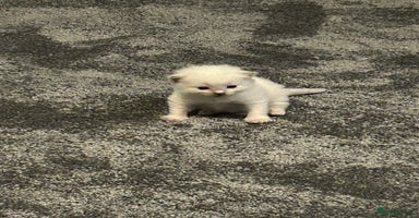 Ragdoll cats - Advert 2