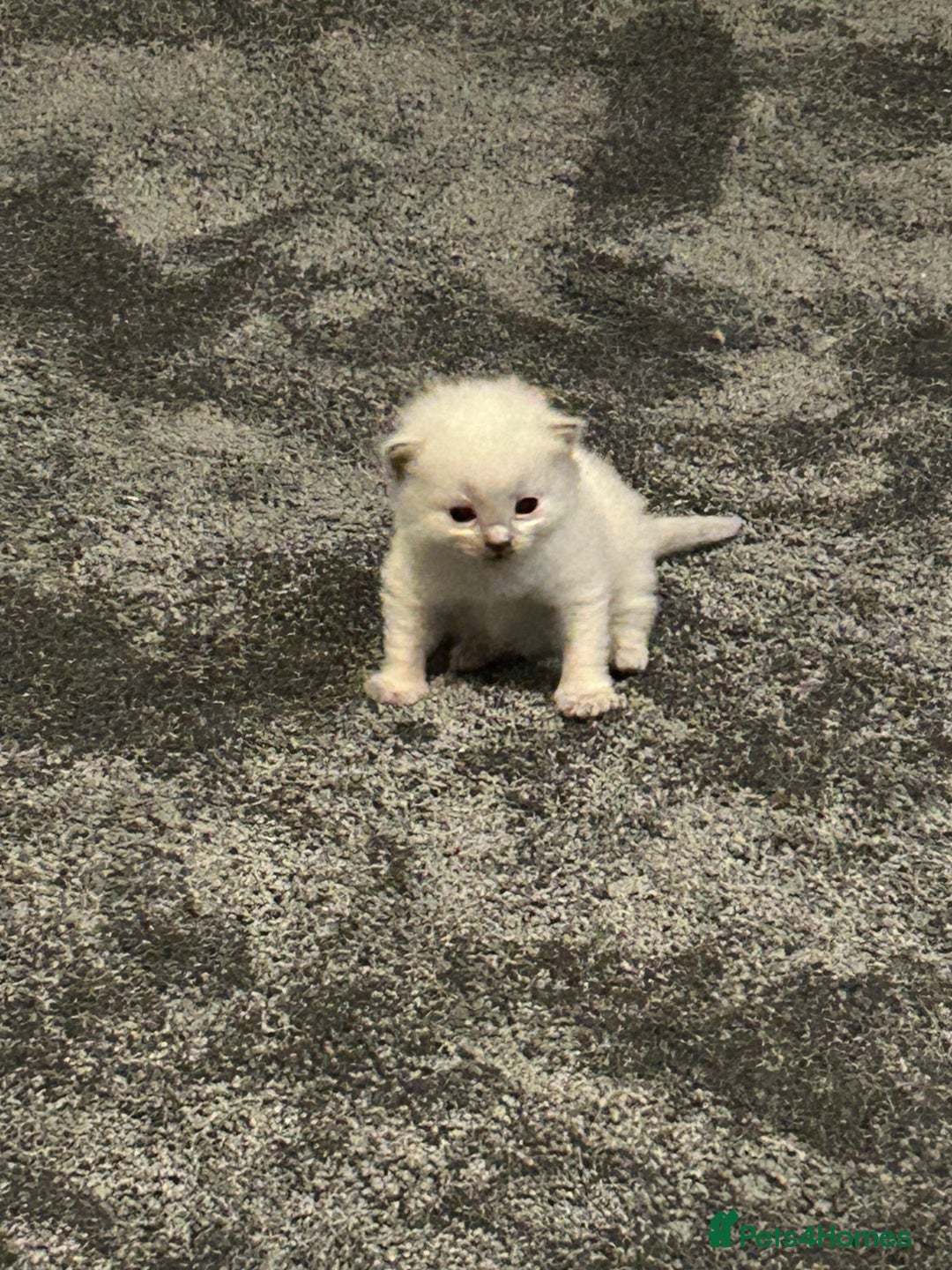 Ragdoll cats for sale: Fully health tested blue point rag doll  - Image 3