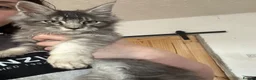 Maine Coon cats for sale: Sliver tabby mainecoon - Advert 6