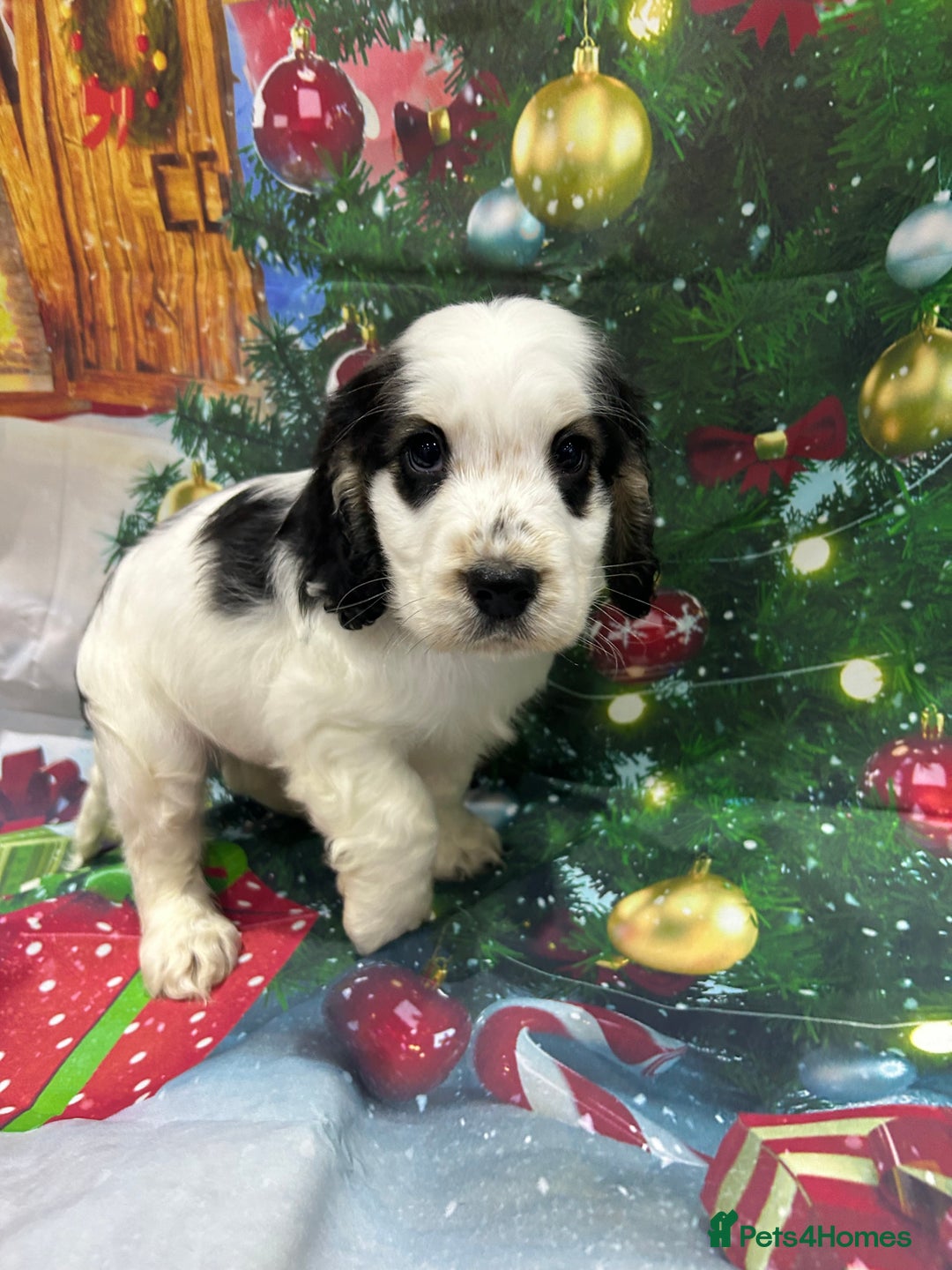 Cocker Spaniel dogs for sale: KC registered, health tested, Show cocker spaniels - Advert 17