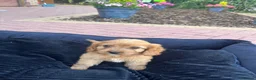 Cavapoo dogs for sale: F1 Cavapoos  - Advert 20