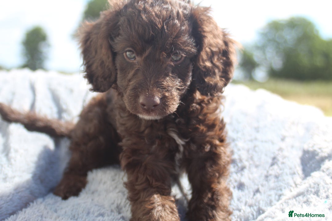 Australian Labradoodle dogs for sale: 🧡💚💙Last girl available, fully health test💙💚🧡 - Image 28