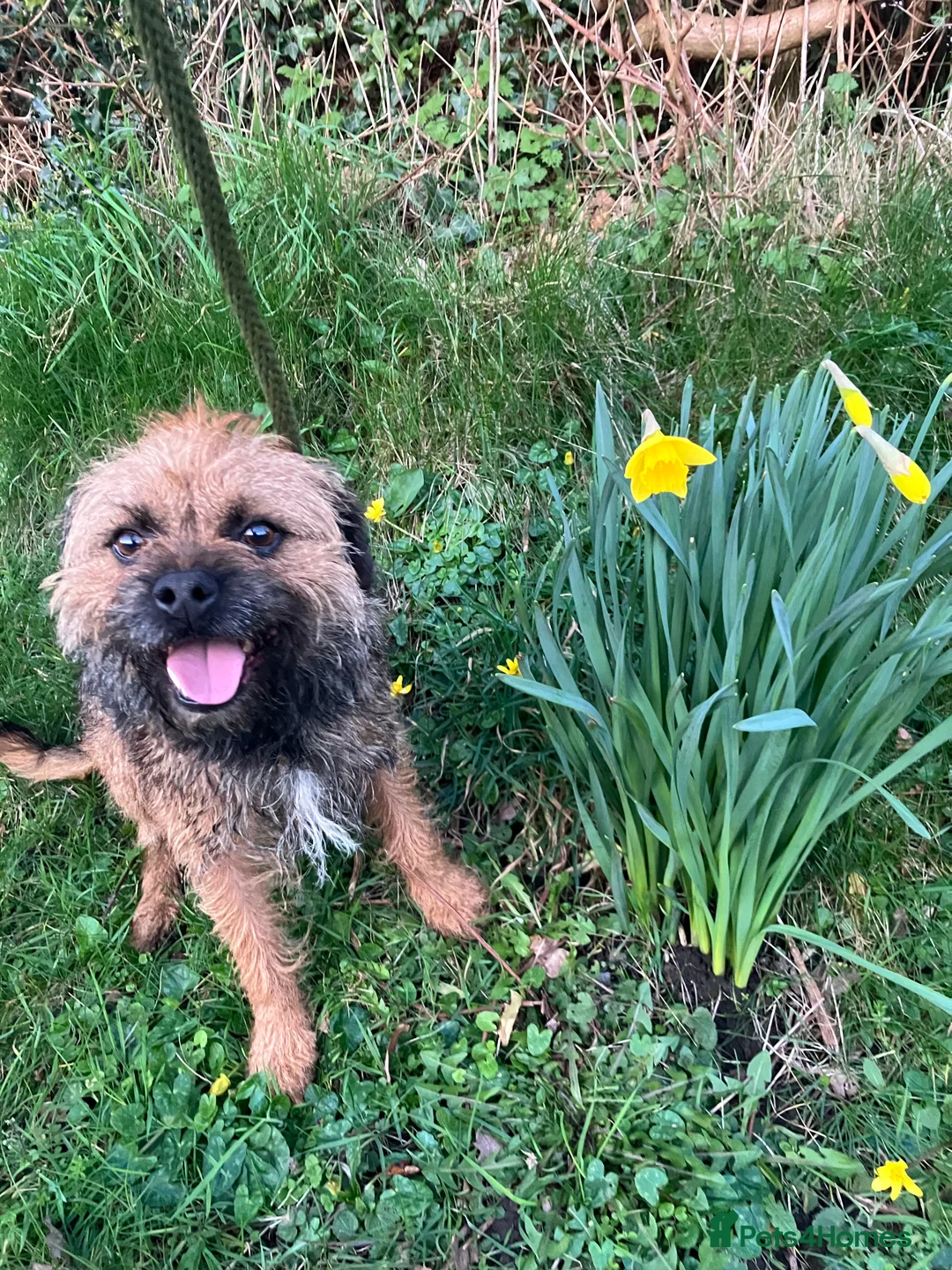 Border Terrier dogs for stud: very smart Kc reg slem clear in Wrexham - Advert 8