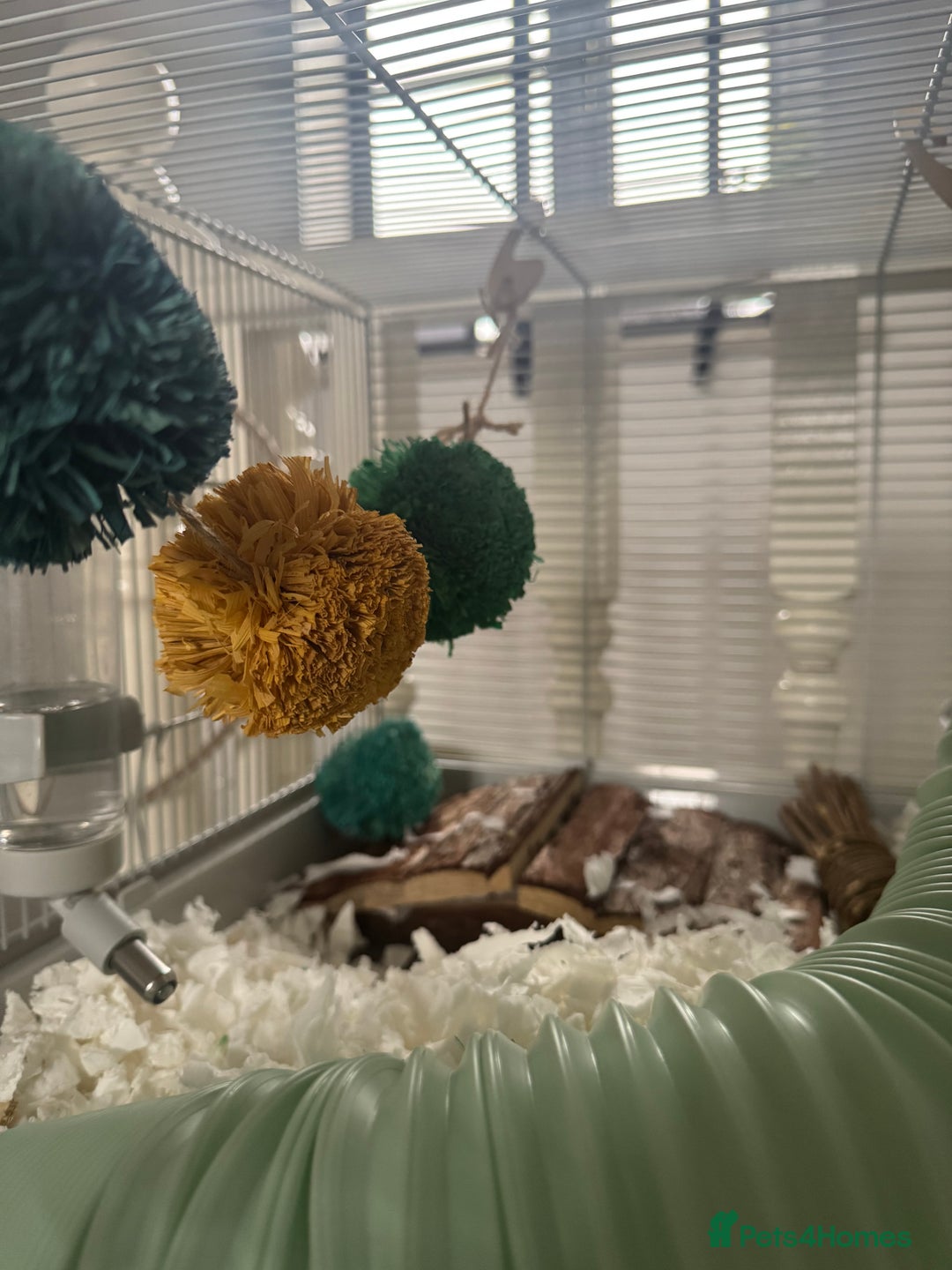 Hamster rodents for sale: Male Syrian hamster + cage setup  - Advert 4