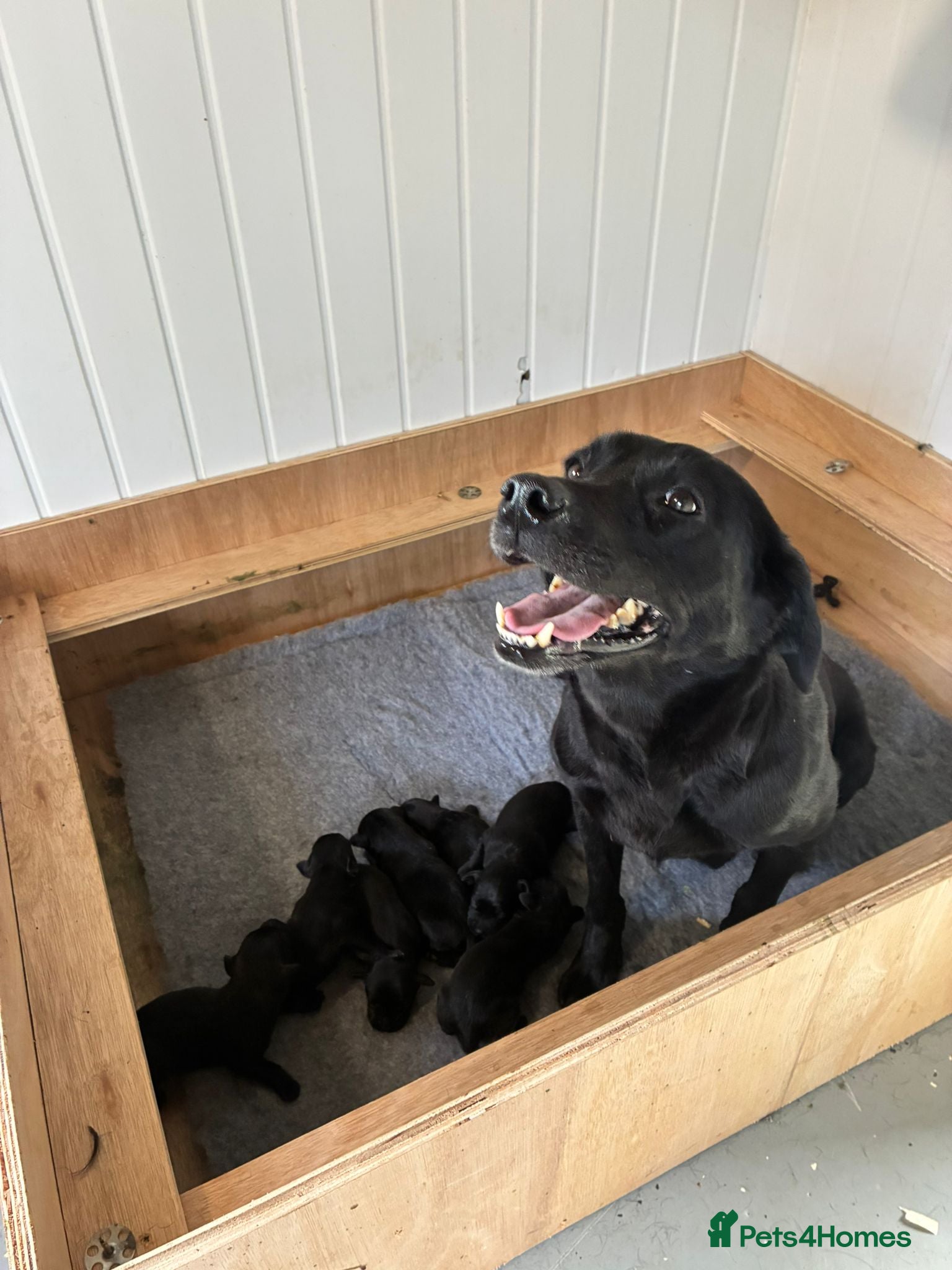 Labrador Retriever dogs Stunning labrador puppies - Advert 1