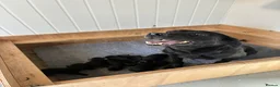 Labrador Retriever dogs for sale: Stunning labrador puppies - Advert 1