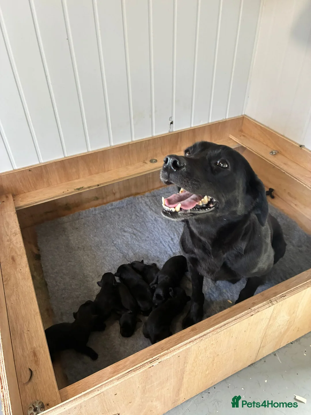 Labrador Retriever dogs for sale: Stunning labrador puppies - Advert 1