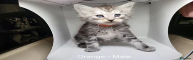 Maine Coon 7 Orange Collar Sold.