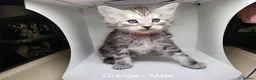 Maine Coon cats for sale: Maine Coon Kittens For Sale (Ready Soon) - Advert 12