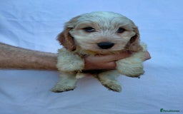 Cockapoo dogs for sale: Cockapoo puppies available for pickup - Image 1