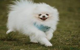 Pomeranian dogs for sale: Adult boy looking for pet home  - Image 3