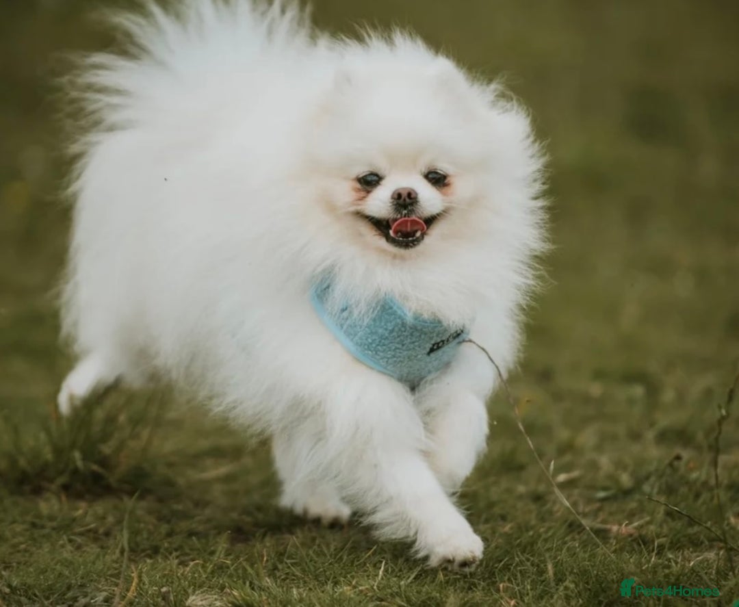 Pomeranian dogs for sale: Adult boy looking for pet home  - Image 3