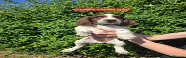 English Springer Spaniel 4