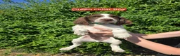 English Springer Spaniel dogs for sale: 7 Springer Spaniel Puppies ready for collection  - Advert 9