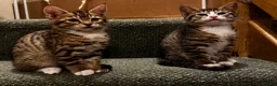 Mixed Breed cats for sale: Bengal x Tabby mixbreed. - Advert 17
