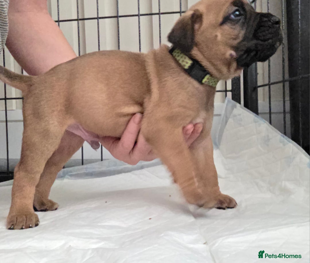 Mixed Breed dogs for sale: Adorable Bull Bordeaux Puppies  - Advert 10