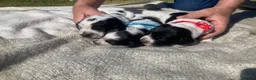 Cocker Spaniel dogs for sale: Pedigree Roan Cocker Spaniel puppies - 3 boys left - Advert 24