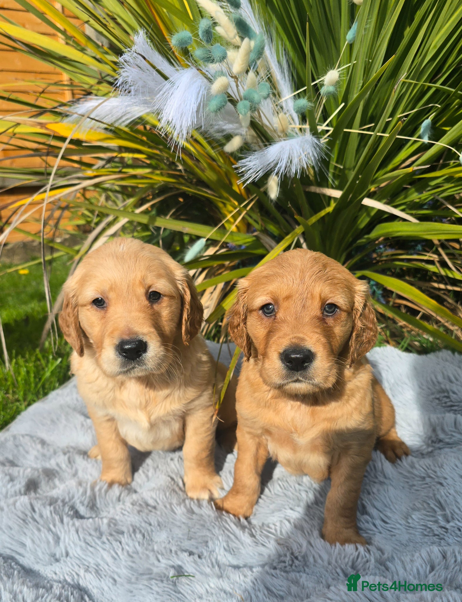 Golden Retriever dogs *Beautiful KC, DNA clear Golden retriever pups* - Advert 2