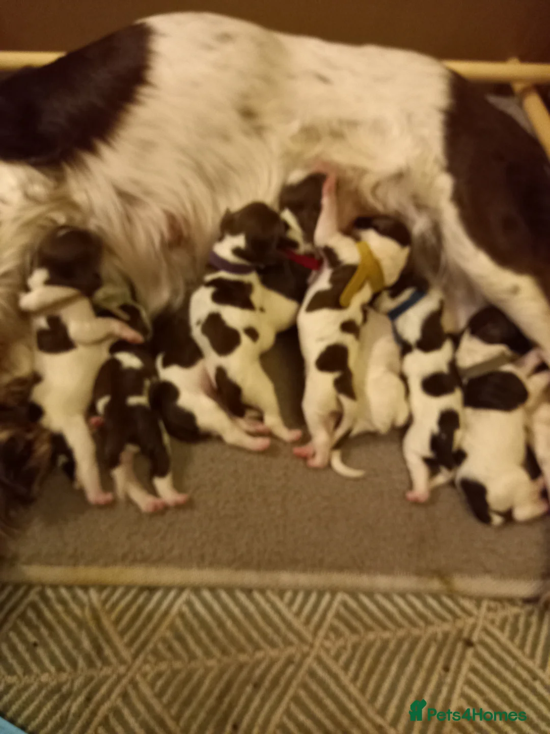 English Springer Spaniel dogs for sale: KC Registered English springer Spaniel puppies in Grantham - Advert 2