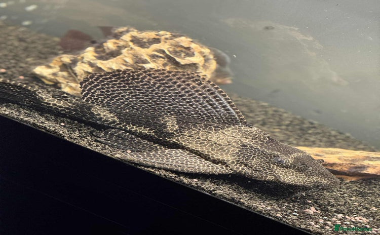 Plecos fish - Advert 1