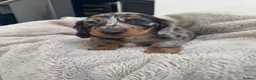 Miniature Dachshund dogs for sale: Miniature dachshund  - Advert 6