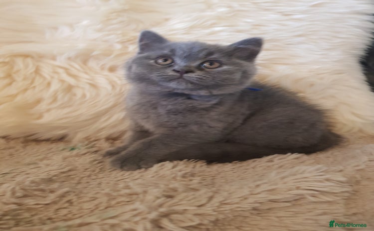 British Shorthair cats - Advert 12
