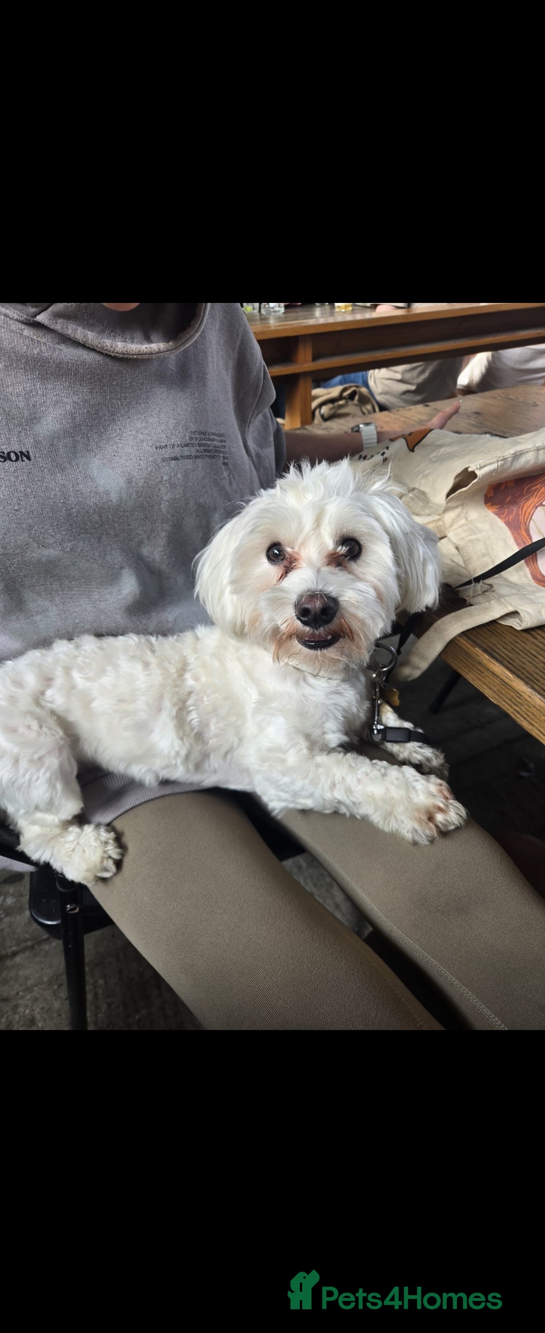 Bichon Frise dogs for stud: Mini Bichon Maltese mix - Image 6