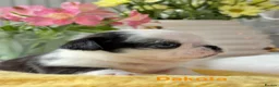 Pug dogs for sale: Kc registered Pugs - Advert 25