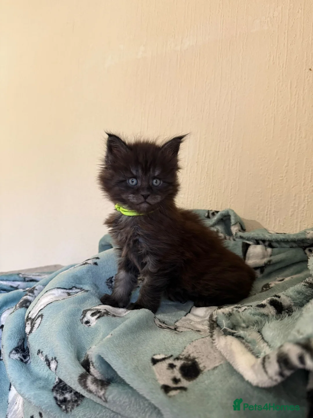 Maine Coon cats for sale: Pedigree Tica Russian Import line Maine Coons - Advert 20