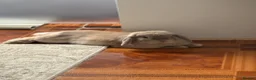 Mini Lop rabbits for sale: Female Holland Lop/ Mini Lop  in Sheffield - Advert 6