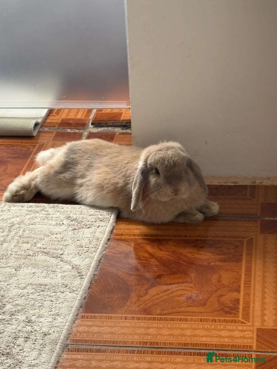 Mini Lop rabbits for sale: Female Holland Lop/ Mini Lop  in Sheffield - Advert 6