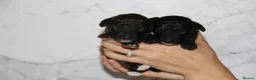 Miniature Poodle dogs for sale: Beautiful miniature poodle puppies  - Advert 11
