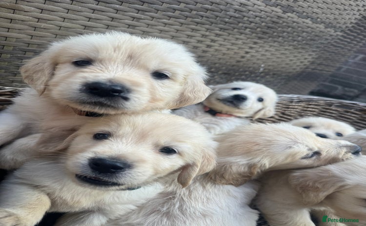 Golden Retriever dogs - Advert 9